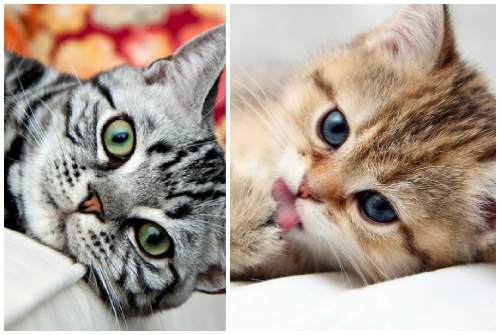 котята