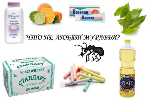 чего не любят муравьи