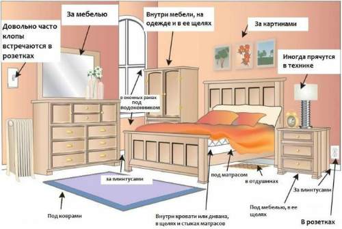 где искать насекомых