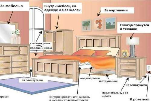 где прячутся блохи