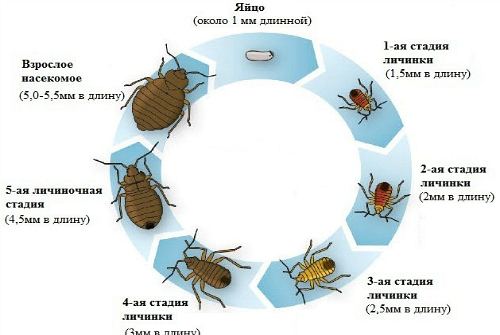 цикл жизни клопа