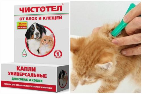 Чистотел