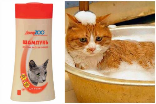 Мытье кота