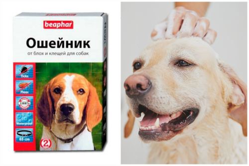 Выводим кровососов у пса