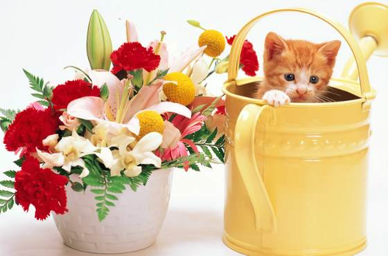 Котенок и цветы