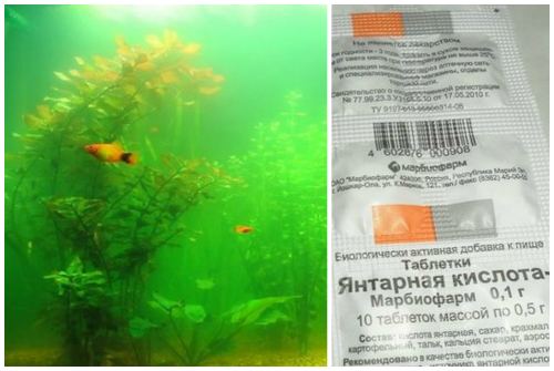 вода и янтарная кислота