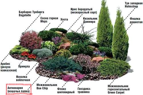 Антеннария в устройстве альпийской горки