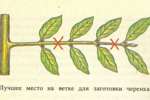 Заготовка черенка