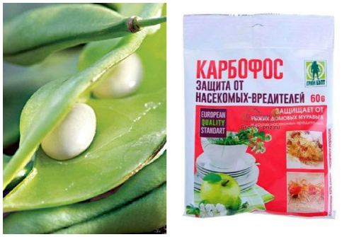 горох и карбофос