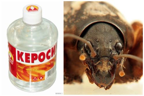 керосин