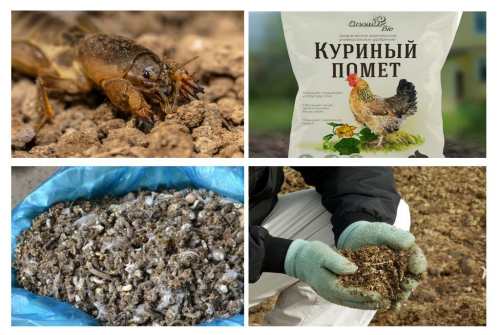 куриный помет