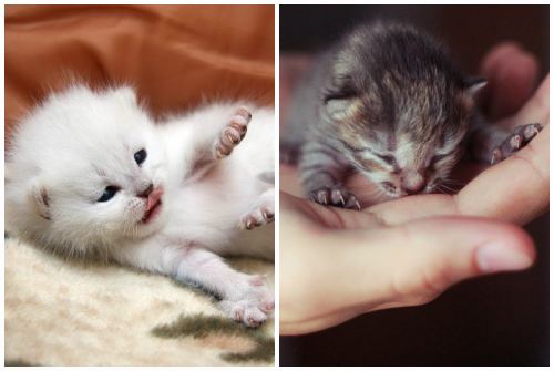 маленький котенок