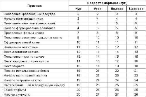 описание развития зародыша