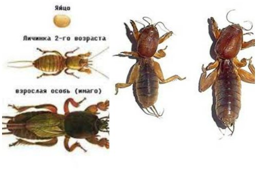 взросление