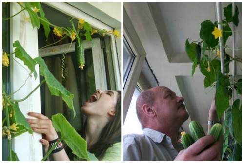 урожай