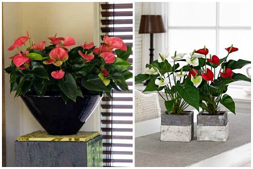 Anthurium Андре