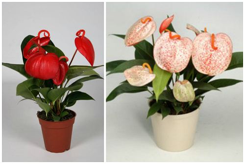 Anthurium Шерцера