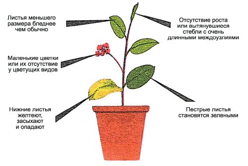 признаки нехватки света