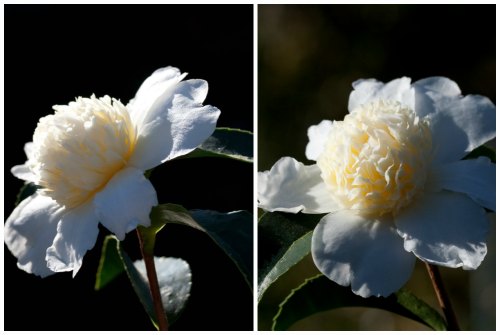 Camellia oleifera