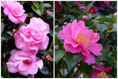 Camellia sasanqua