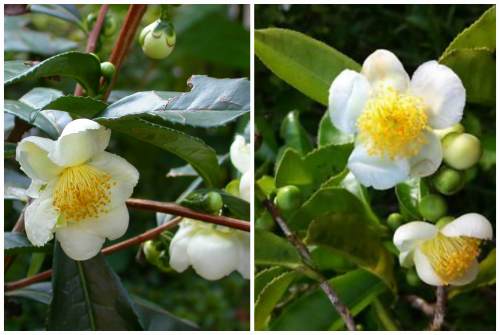 Camellia sinensi
