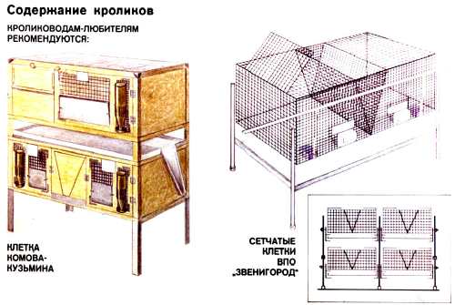 схема клетки