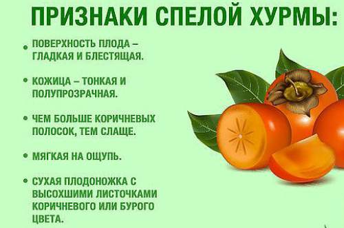 признаки спелой хурмы