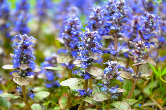 Ajuga reptans