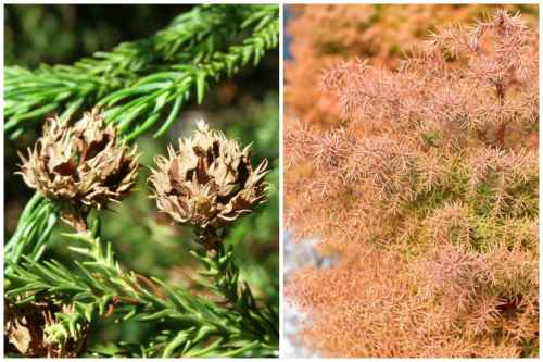 Сryptomeria japonica