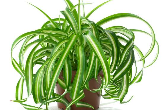 Chlorophytum