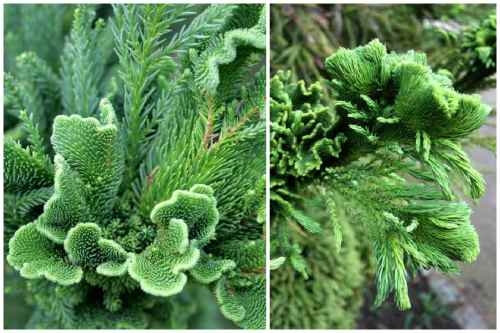 Cristata 