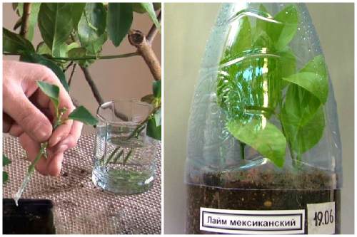 черенкование 