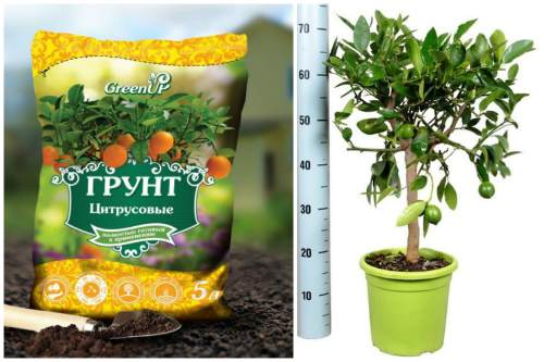 готовый грунт для цитрусовых