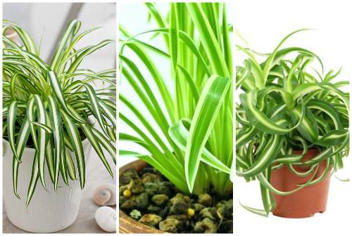 vittatum, variegatum, bonnie