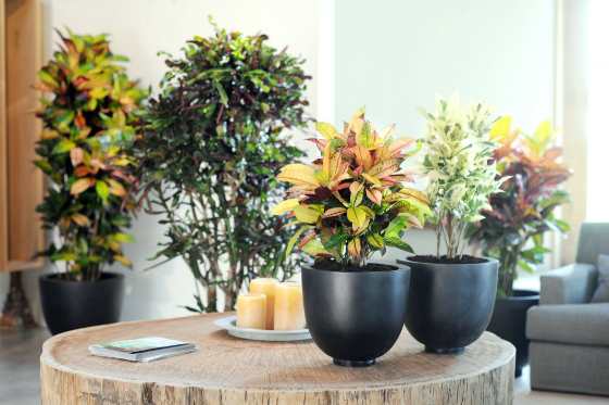 Codiaeum