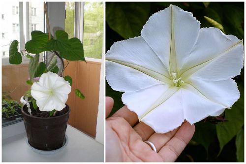 Ipomoea Moonflower