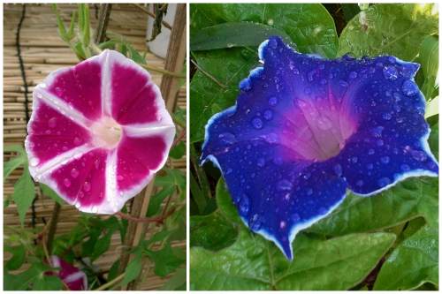 Ipomoea nil