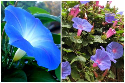 Ipomoea tricolor
