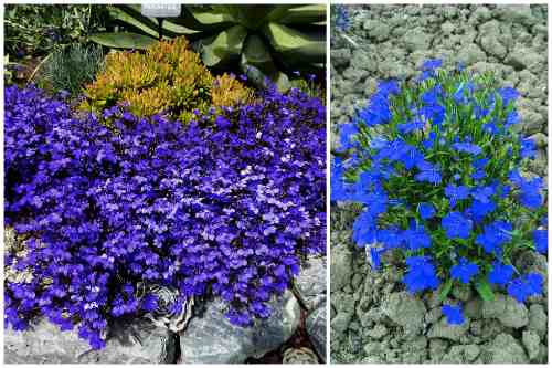 Lobelia erinus