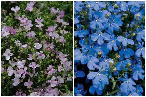 Riviera Lilac и Riviera Sky Blue