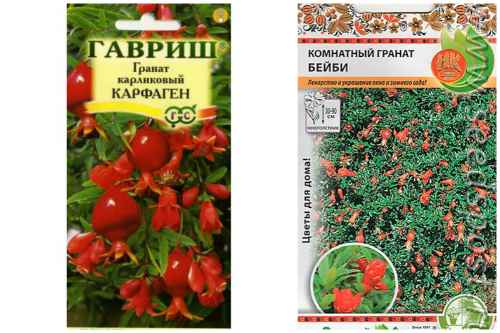 семена