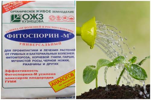 полить фунгицидом