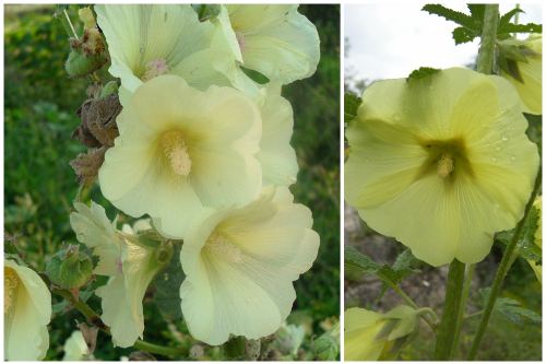 Alcea taurica