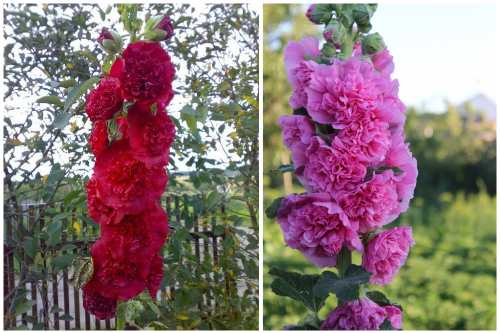 Very Berry и Violet