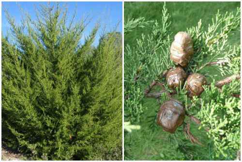 Cupressus macrocarpa 