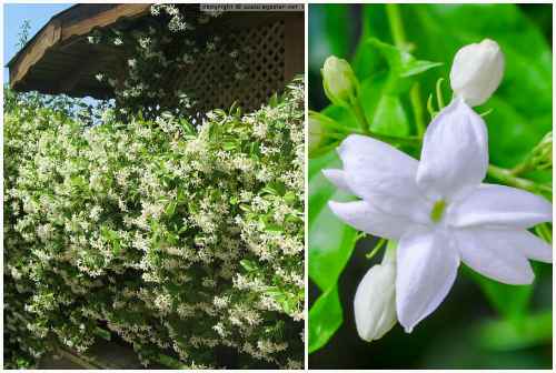 Jasminum grandiflorum