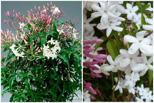 Jasminum polyanthum