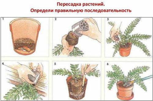 пересадка переваливанием