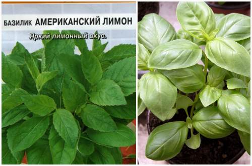 Американский лимон
