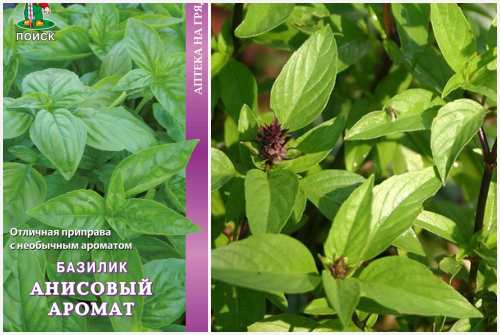Анисовый аромат